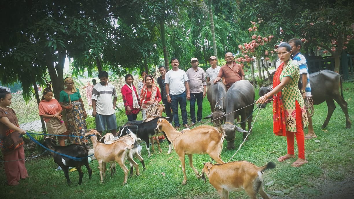 गरिवि निवारण अन्तर्गत डाँसमोरङगीले गर्यो पशु वितरण