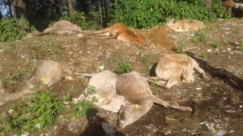 भीरबाट ३ सय गाई खसालियो २२ मरे अरू घाइते