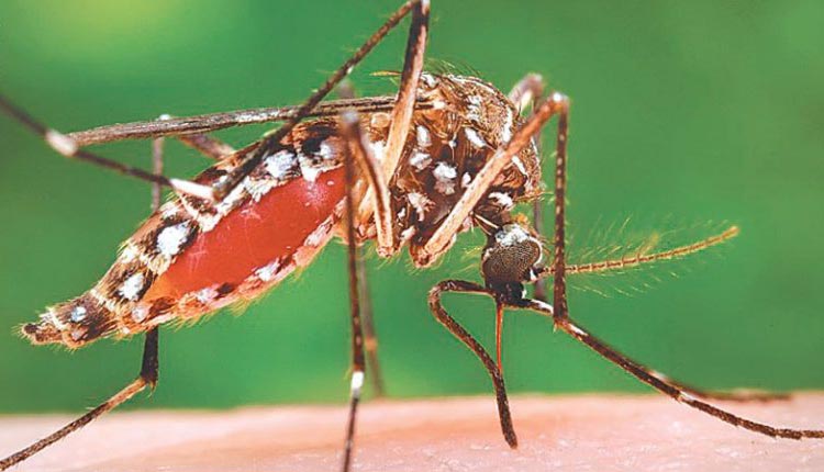 एउटै परिवारका सात जनामा डेंगुको संक्रमण