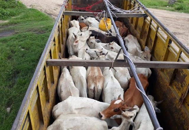 डाली छोपेर गाईगोरु ओसार्न प्रतिबन्ध