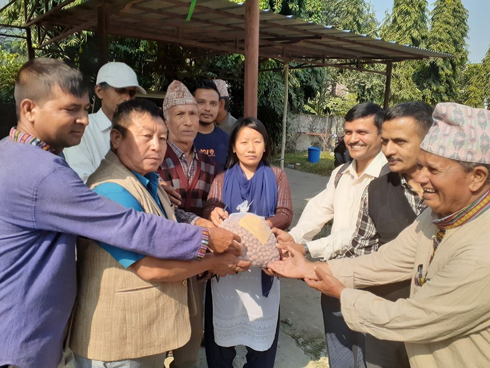 नगरपालिकाद्धारा आलुको पूर्व मुल विउ वितरण