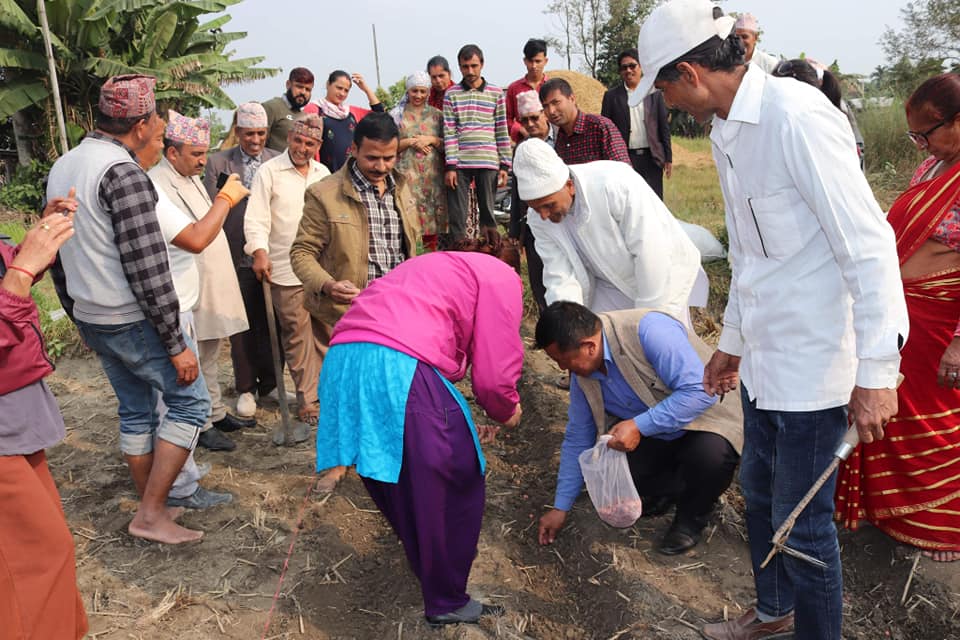 नगरपालिकाबाट उन्नत आलुको बिऊ वितरण