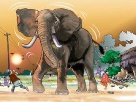 हात्तीको आक्रमणबाट २ जनाको मृ्त्यु, ४ घाइते