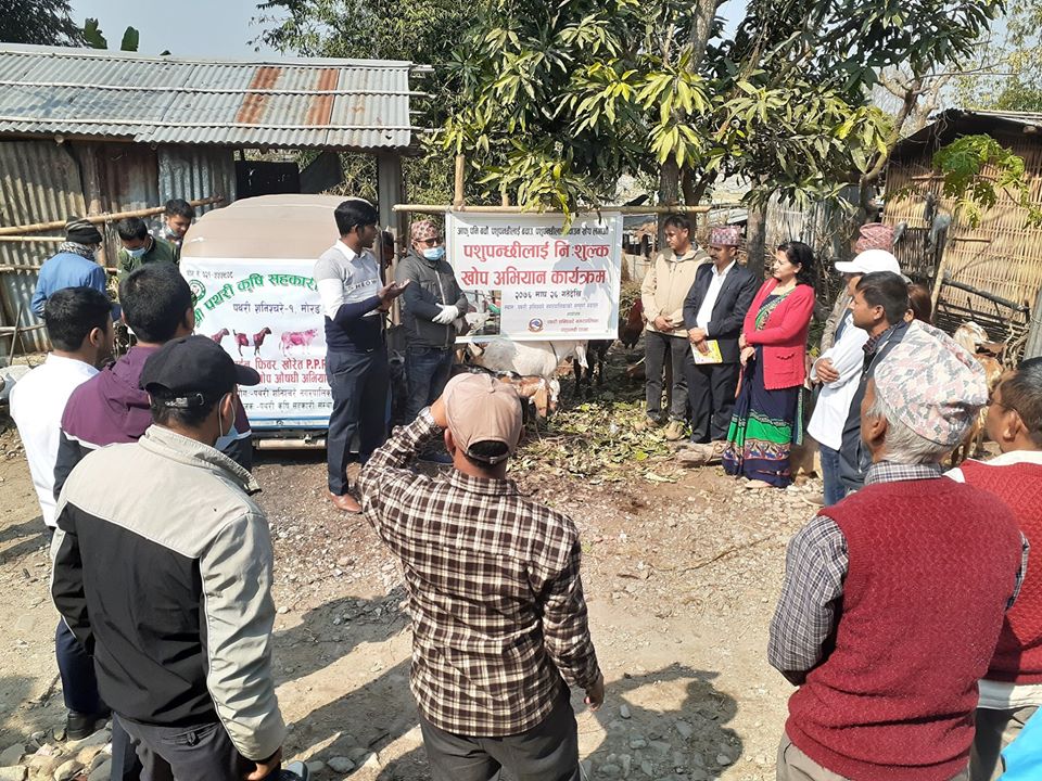 बाख्राका लागि पीपीआरको निःशुल्क खोप