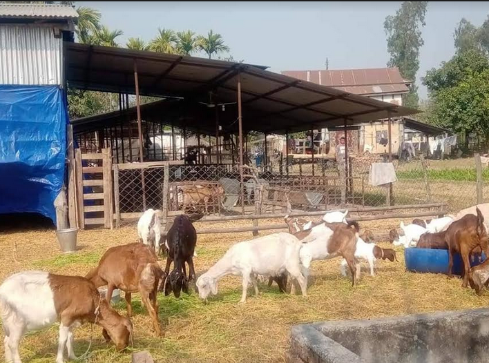 १२ सय बढी बाख्रामा पीपीआर खोप