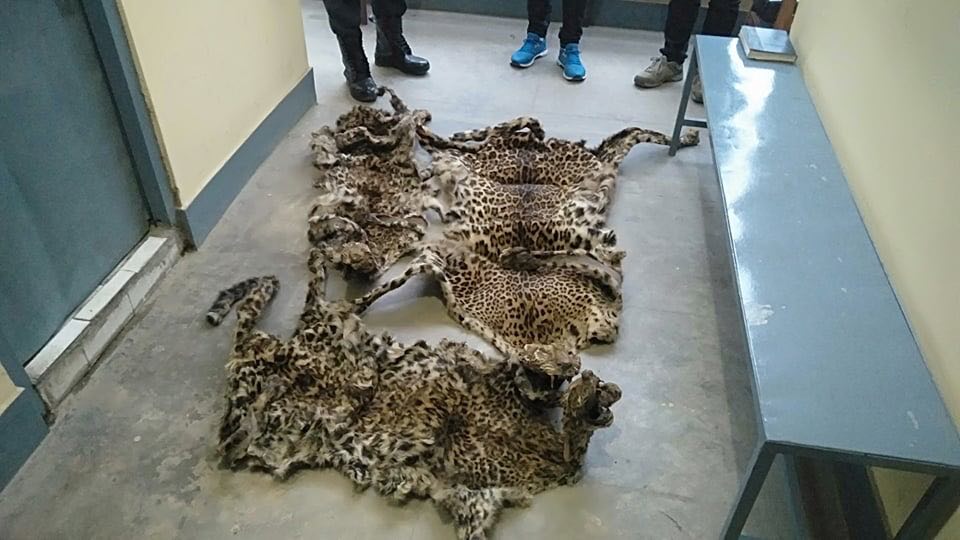 ३ थान बाघको छाला सहित २ पक्राउ