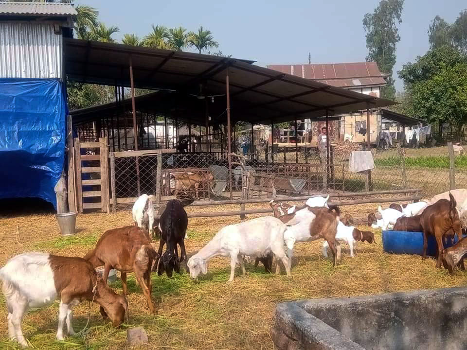 हजार २ सय बढी बाख्रामा पीपीआर खोप