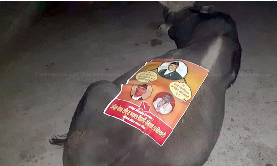 ‘भ्रष्टाचारलाई संरक्षण दिएको’ भन्दै पोल र पशुमा केपी ओलीको फोटो पम्प्लेटिङ