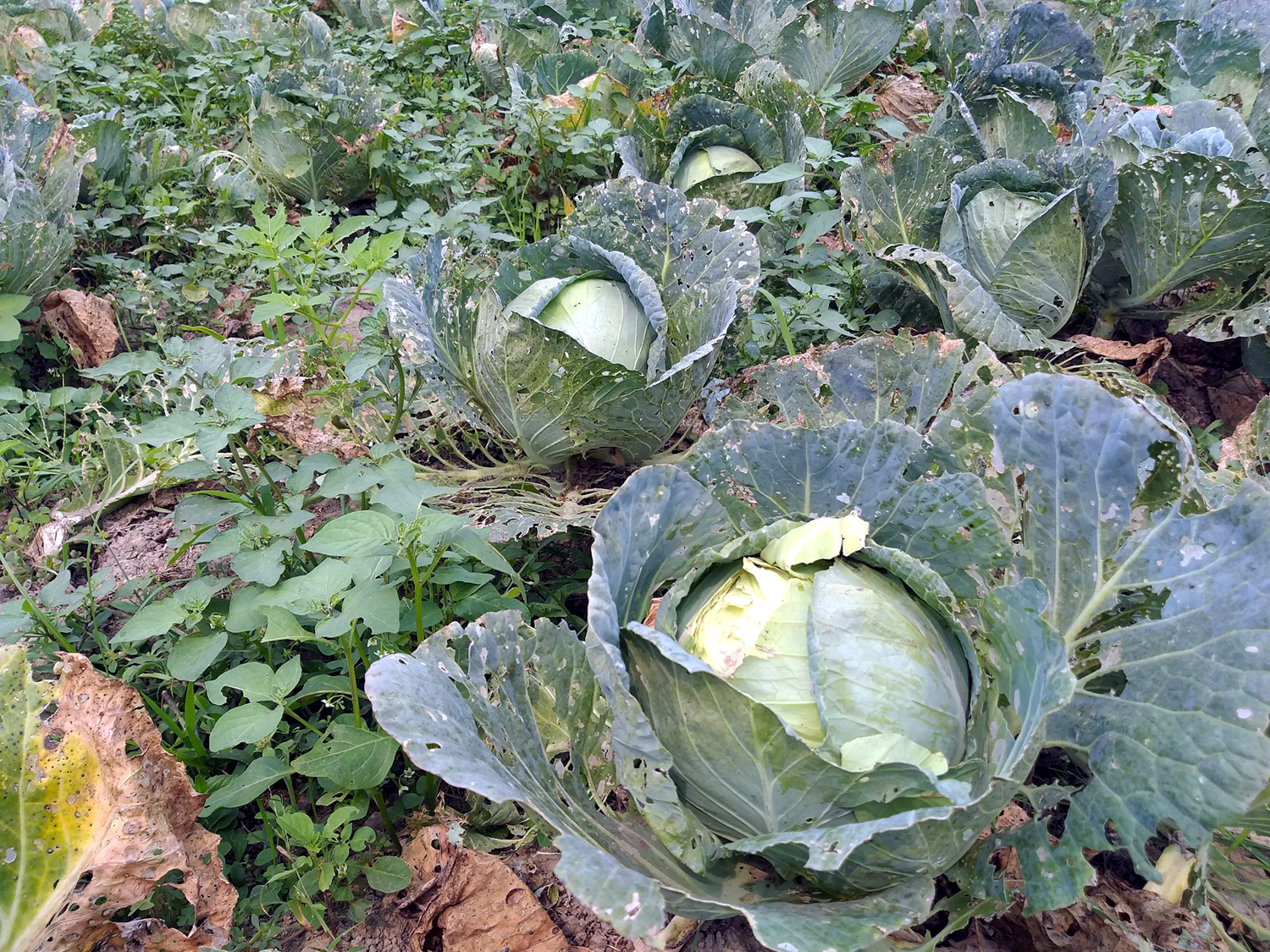 तरकारी खेती बजारसम्म पुर्याउन नपाउँदा ठूलो क्षति