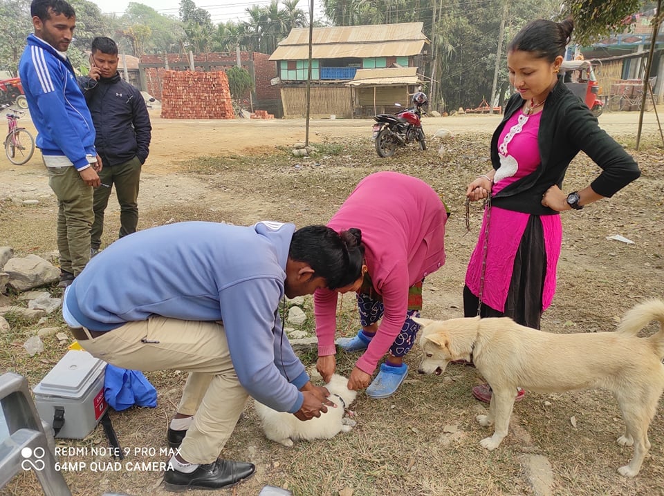 पथरी शनिश्चरेमा कुकुर र बिरालोलाई रेविज विरुद्ध खोप