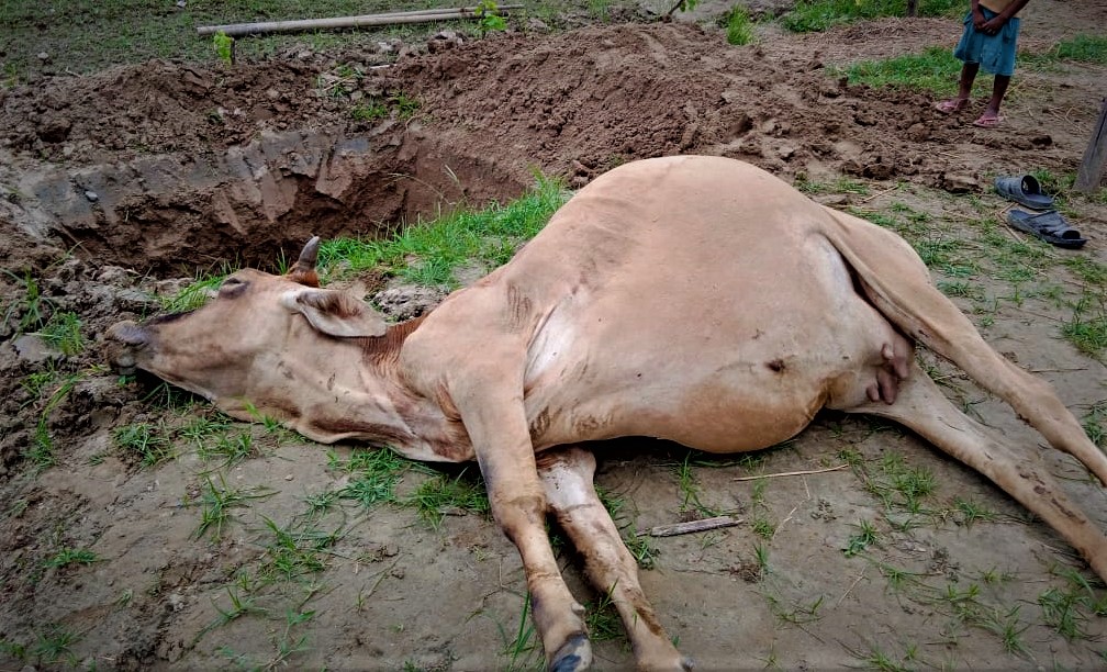 मोरङको रंगेलीमा अज्ञात समूहद्वारा ४ वटा गाईको हत्या
