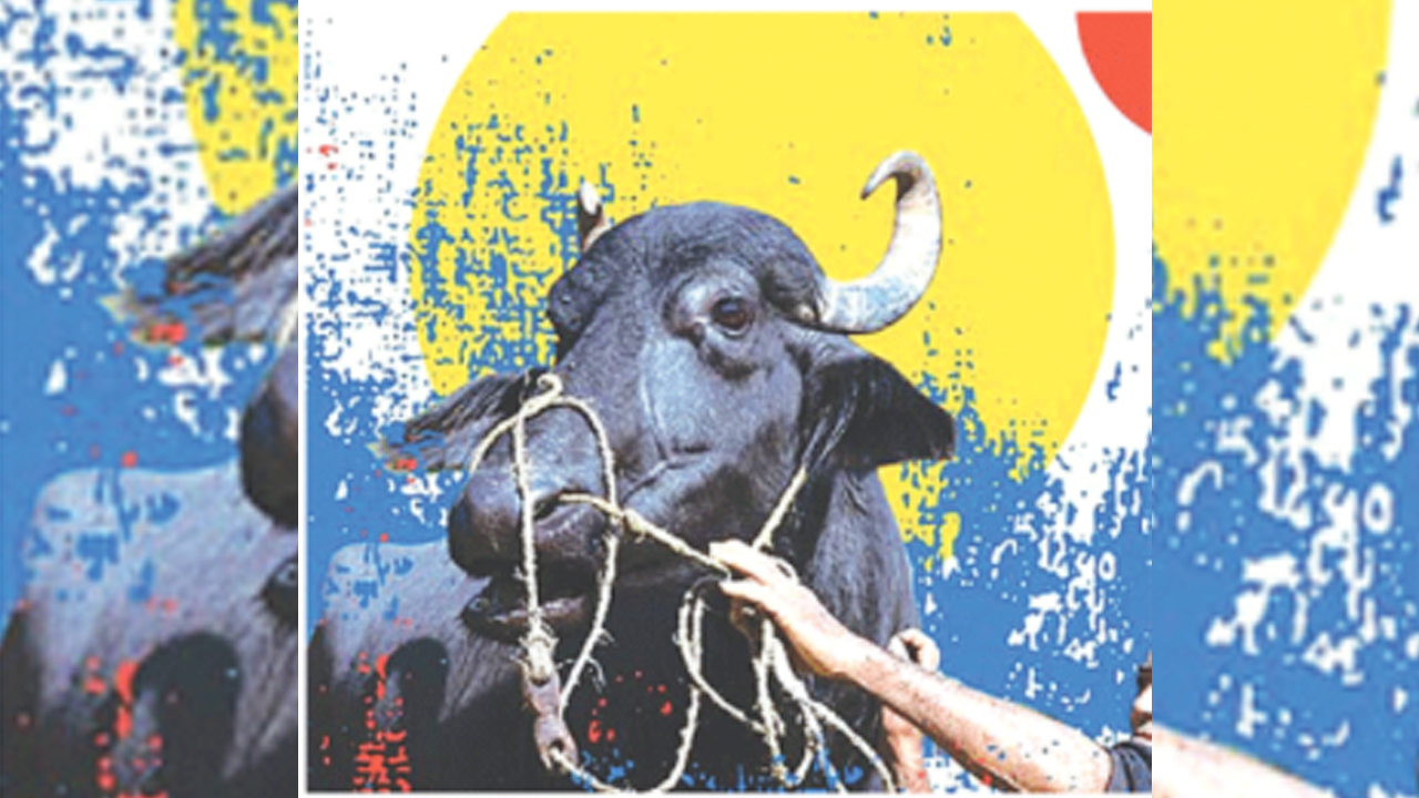 ‘गड्स बफेलो’ वृत्तचित्र (डकुमेन्ट्री) उत्कृष्ट घोषित