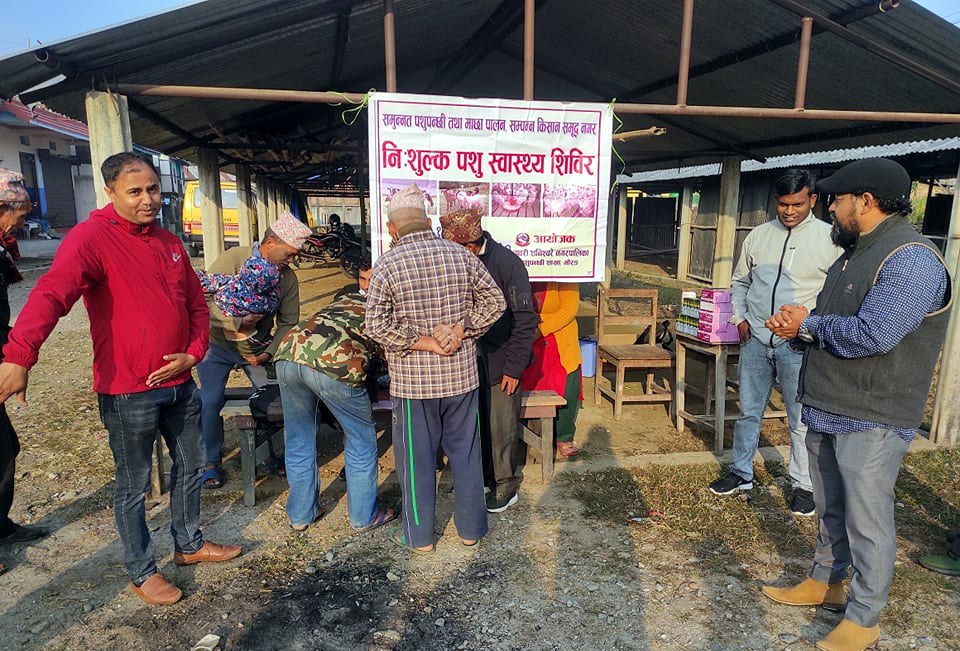 पथरीशनिश्चरे १० मा निःशुल्क पशु उपचार शिविर