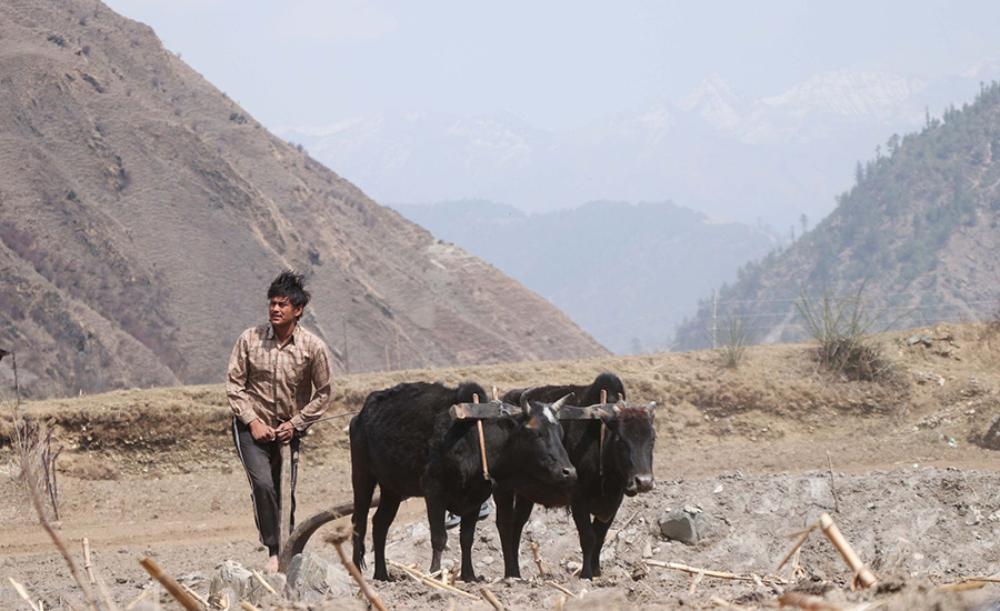 जब प्रदीप खड्काले जुम्लामा हलो जोते‘
