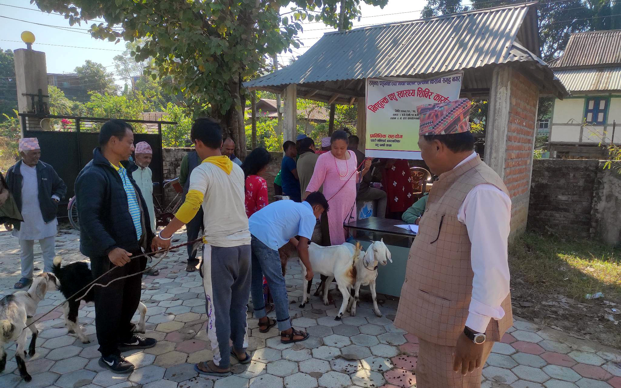 पथरीशनिश्चरे ९ मा निःशुल्क पशु स्वास्थ्य शिविर